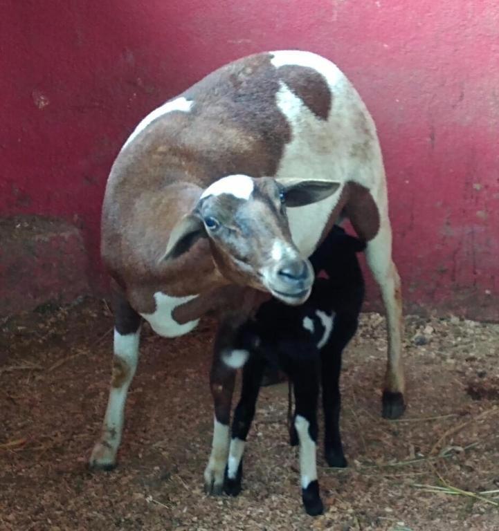 Aldeia Parque Pousada Rural São Roque Zewnętrze zdjęcie