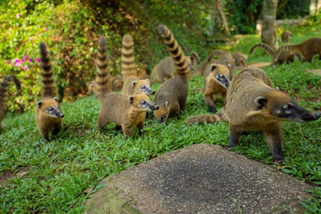Aldeia Parque Pousada Rural São Roque Zewnętrze zdjęcie