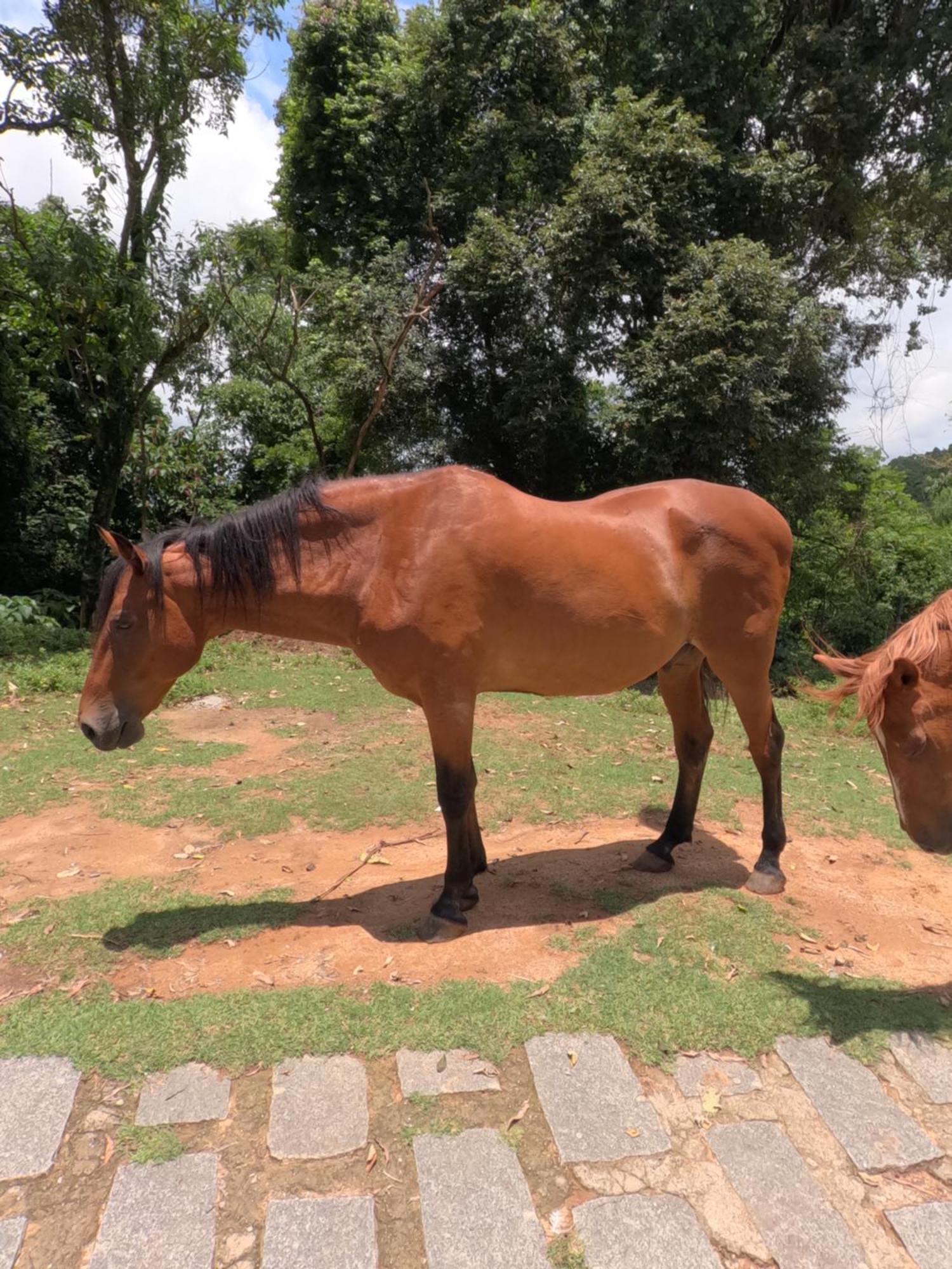 Aldeia Parque Pousada Rural São Roque Zewnętrze zdjęcie